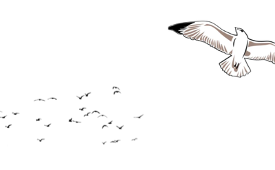 Lektirni let – Moj galeb