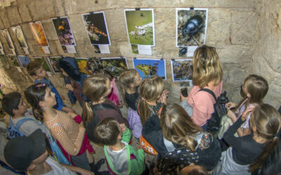 Izložba “Kukci našeg grada”