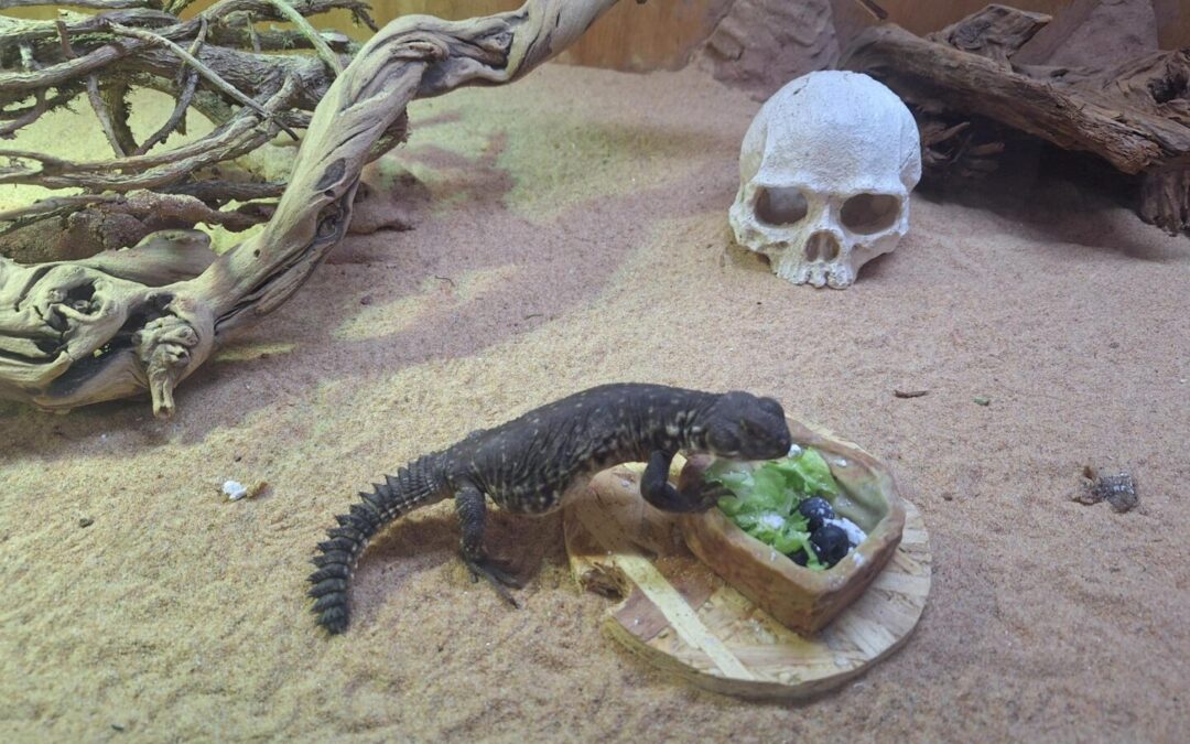 Izložba gmazova Egzo Pula