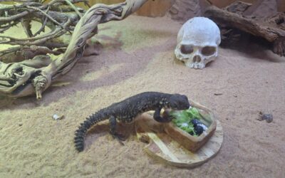 Izložba gmazova Egzo Pula